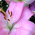 :iconanimallover-13-95: