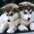 :iconanimallover1124: