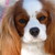 :iconanimallover626: