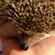 :iconanimallover76: