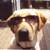 :iconanimallover8810: