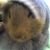 :iconanimalluver14: