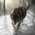 :iconanimaloftheforest: