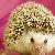 :iconanimalover592: