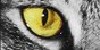 Animalovers-CLUB :iconanimalovers-club: