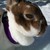 :iconanimalplant12: