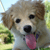:iconanimalprotector: