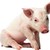 :iconanimalrightsplz:
