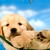 :iconanimalrose123:
