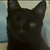 :iconanimals-and-all: