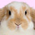 :iconanimals-rock: