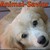 :iconanimalsavior: