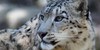 :iconanimalsforall: