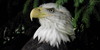 :iconanimalsoftheworld: