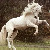 :iconanimalsrmyworld8008: