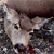 :iconanimaltuesdays: