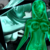:iconaniman117: