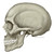 :iconanimationrockz: