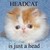 :iconanime-14: