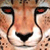 :iconanime-cheetah: