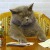 :iconanime-lover-108: