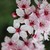 :iconanime13ceres: