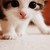 :iconanimeangel11:
