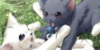 :iconanimeanimals101:
