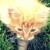 :iconanimebabe16: