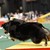 :iconanimecorgi:
