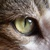 :iconanimefans2: