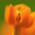 :iconanimegirl5555: