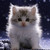:iconanimehorsefangirl:
