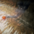 :iconanimelegendz: