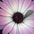 AnimeLover007 :iconanimelover007: