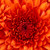 :iconanimelover4444: