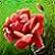 :iconanimerocker2580: