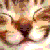 :iconanimist: