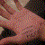:iconanimusrex: