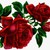 :iconanisa-mazaki: