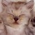 :iconanjac1981: