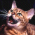 :iconanjumi: