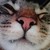 :iconankapone: