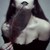 :iconAnkyShpanky: