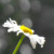 :iconann-izzle: