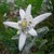 :iconann-snizek: