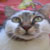 :iconanna-banana-peel: