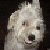 :iconanna-e-glen: