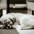 :iconanna110798: