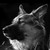 :iconannadeawesome: